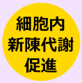 細胞内新陳代謝促進に