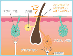 皮膚断面図|発汗とニオイ発生のしくみ