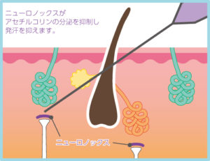 皮膚断面図|発汗を抑えるしくみ