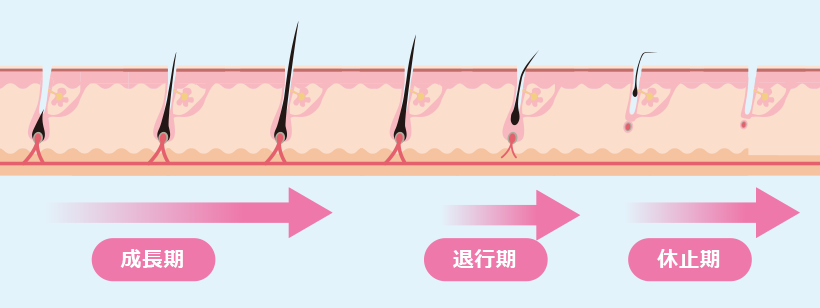 正常な毛周期